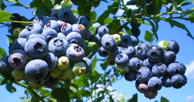 Blueberry taman - varieti yang terbaik