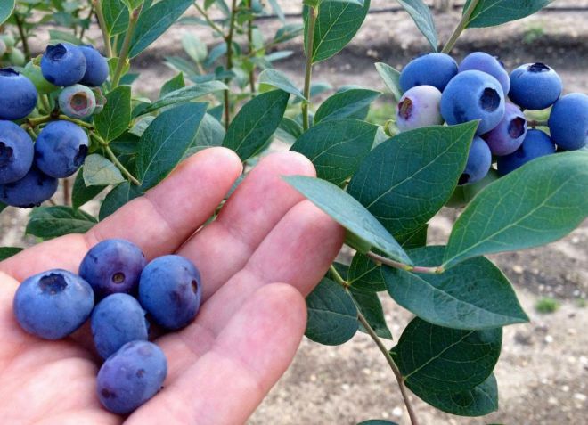 blueberry bluegel