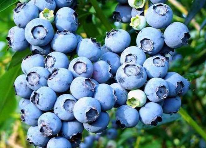 jenis blueberry elizabeth