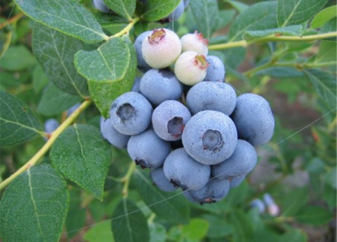 huraian blueberry taman