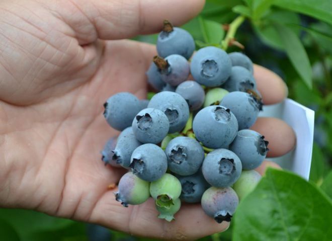 deskripsi blueberry blues gred