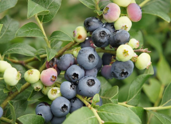deskripsi varieti blueberry timur laut