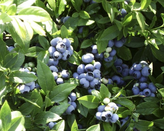 blueberry tertanya-tanya pelbagai