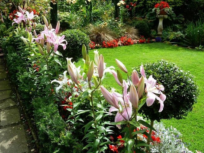 Garden lily - penanaman