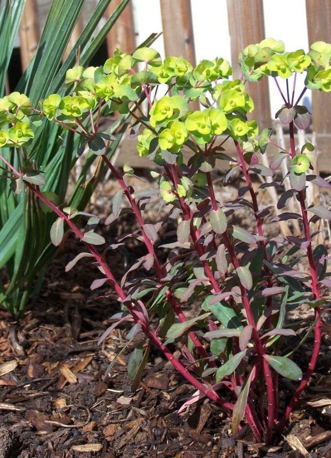 Euphorbia migdolai