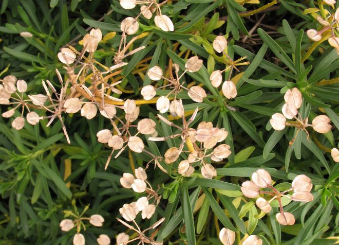 milkweed reprodukcija sėklomis