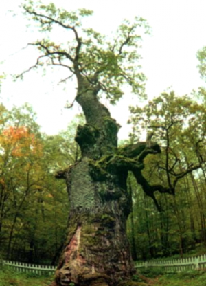Pohon tertua di dunia10