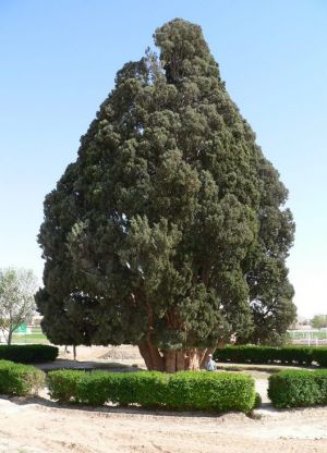 Самое старое дерево в мире3