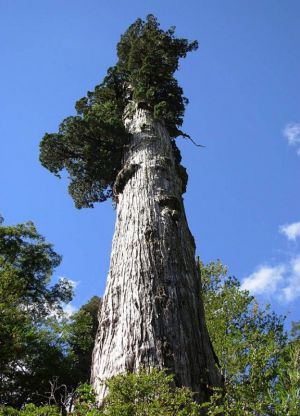 Seniausias pasaulyje medis5
