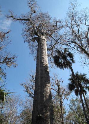 Pohon tertua di dunia6