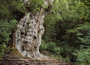 Seniausias medis pasaulyje7