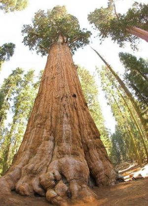 Seniausias medis pasaulyje8