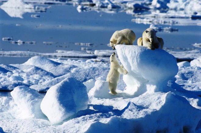 Beruang kutub di Spitsbergen