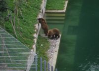 Bear Park di Bern