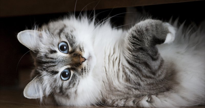 Сибирская порода кошек - особенности содержания и ухода