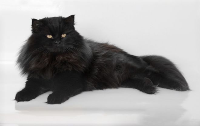 сибирская кошка черная