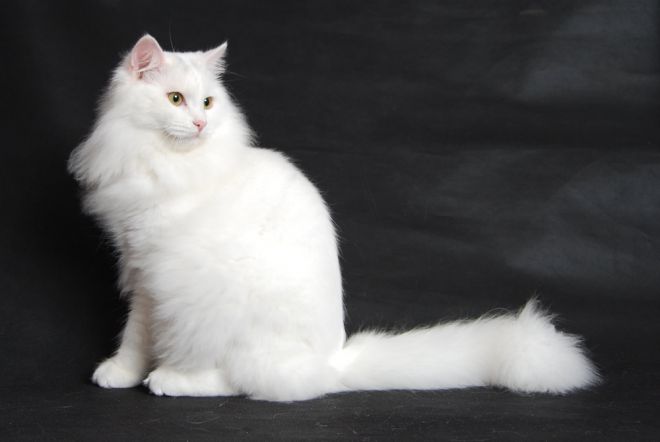 белая сибирская кошка