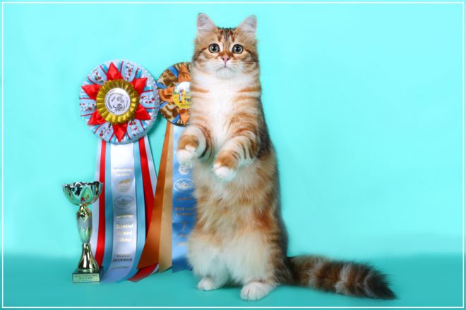 Kucing baka Siberia - ciri penyelenggaraan dan penjagaan | proektdem.com