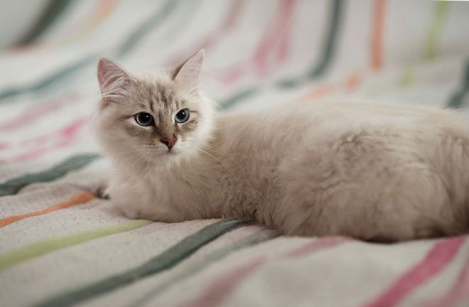 сибирские кошки описание породы