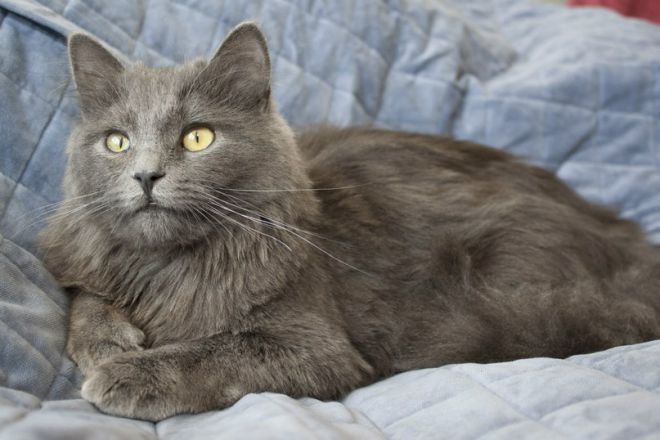 сибирская голубая кошка