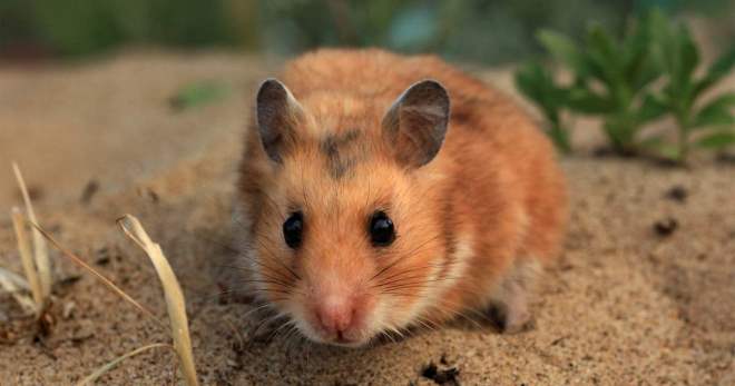 Hamster Syria - penjagaan dan penyelenggaraan tikus di rumah