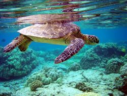 сколько живут морские черепахи