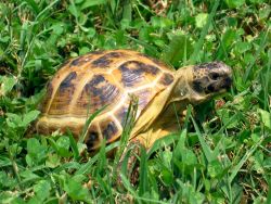 среднеазиатская черепаха сколько живет