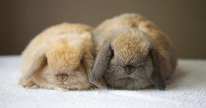 Сколько живут кролики - как долго способен прожить среднестатистический домашний кролик?
