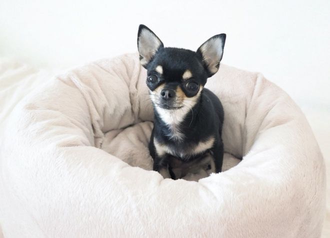 sifat anjing keturunan Chihuahua
