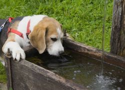 anjing itu banyak minum air