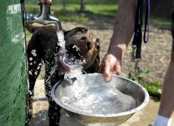 anjing minum banyak sebab air1