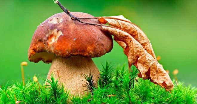Interpretazione dei sogni - funghi e cosa significano i funghi in un sogno?