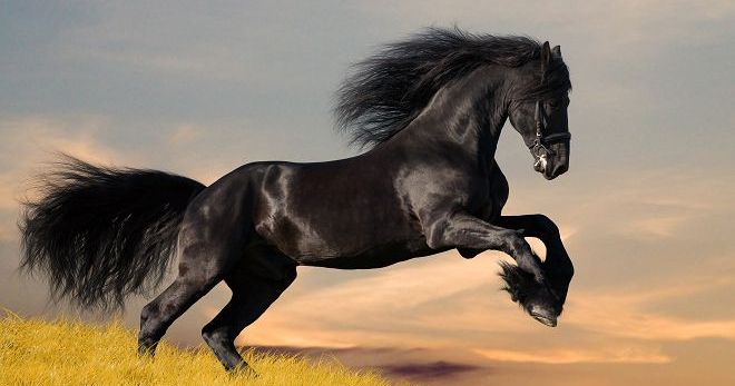 Tafsiran mimpi - kuda dan tafsiran mimpi yang berkaitan dengan kuda