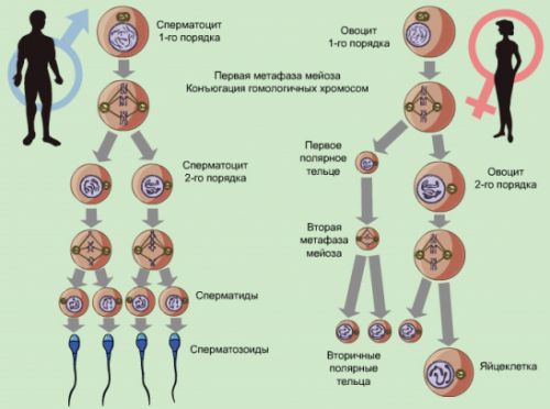 spermatogenezė ir oogenezė1