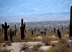 habitat kaktus