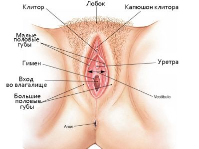 struktur organ seksual wanita