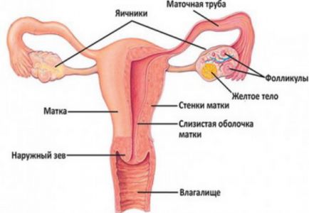 moterų lytinių organų struktūra
