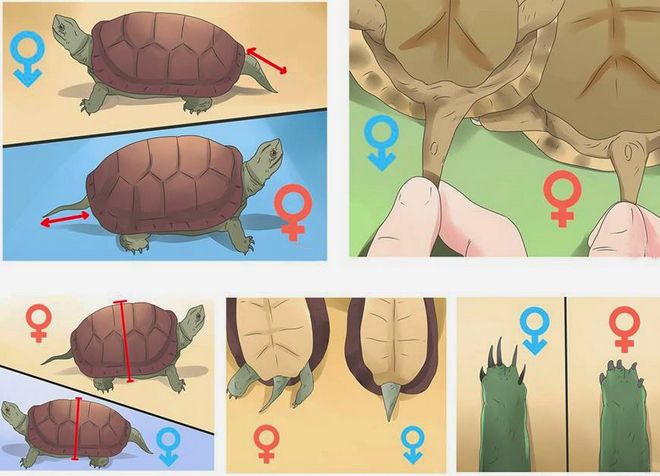 bagaimana menentukan jantina kura-kura
