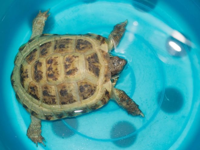 Как мыть сухопутную черепаху в домашних условиях