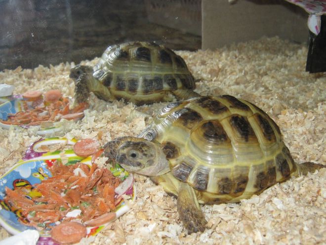 Рацион сухопутной черепахи в домашних условиях