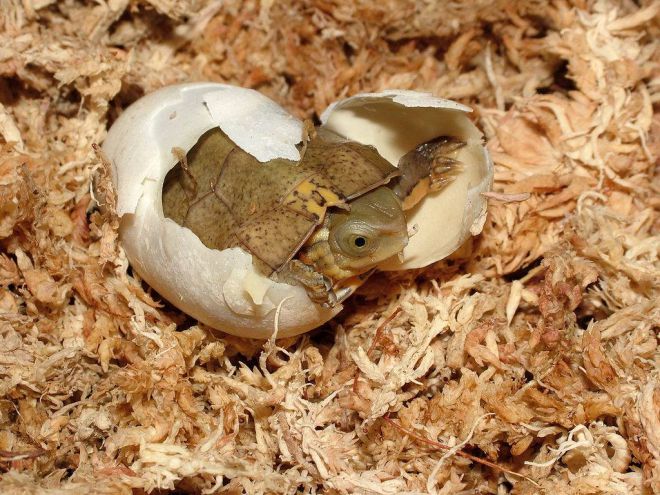 Размножение сухопутных черепах в домашних условиях