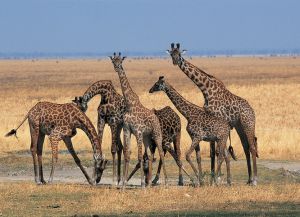 Žirafos Tanzanijoje