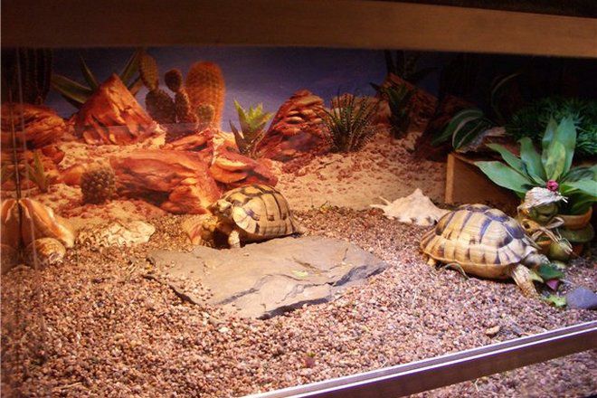 saiz terarium untuk kura-kura tanah