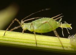bagaimana untuk menghilangkan aphids