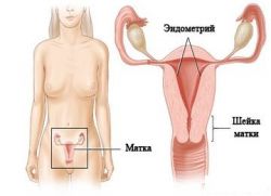 ketebalan endometrium dalam menopaus