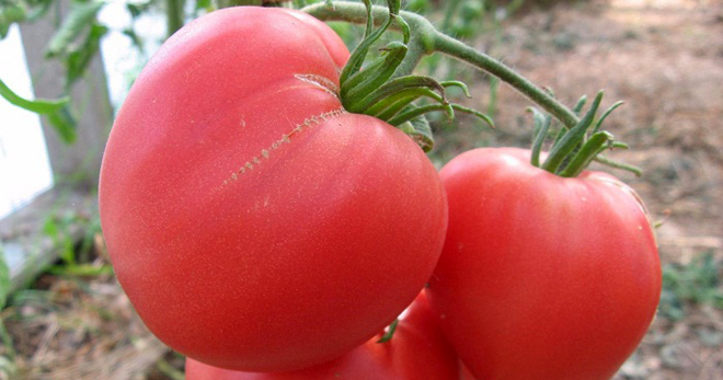 Hati Tomato Bull - ciri dan keterangan mengenai pelbagai, peraturan yang semakin meningkat