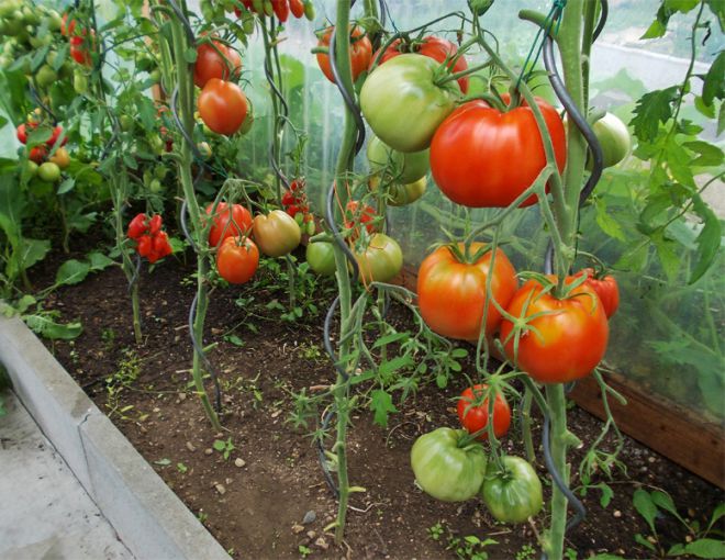 tomato jantung meningkat di rumah hijau