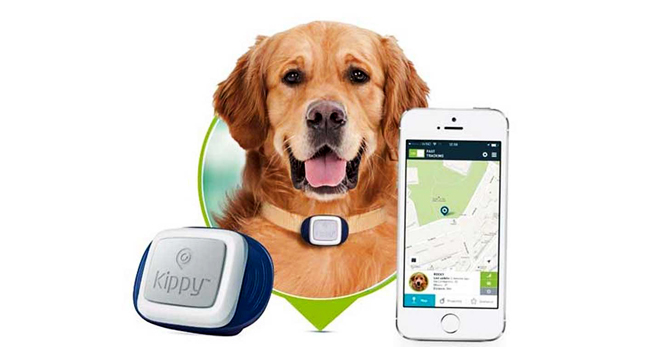 Tracker untuk anjing - peraturan untuk memilih kolar GPS