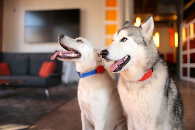 menjejaki anjing melalui pelacak