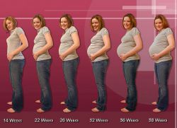 trimester kehamilan mengikut jadual minggu